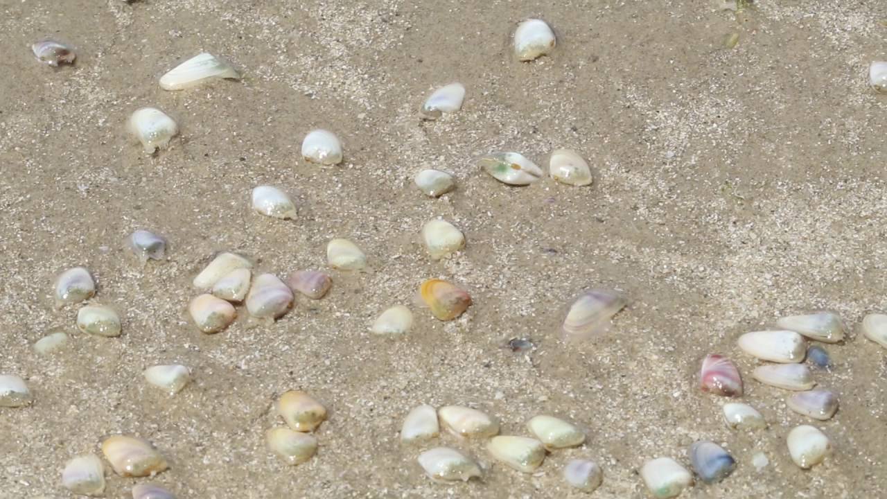 donax clams digging into sand