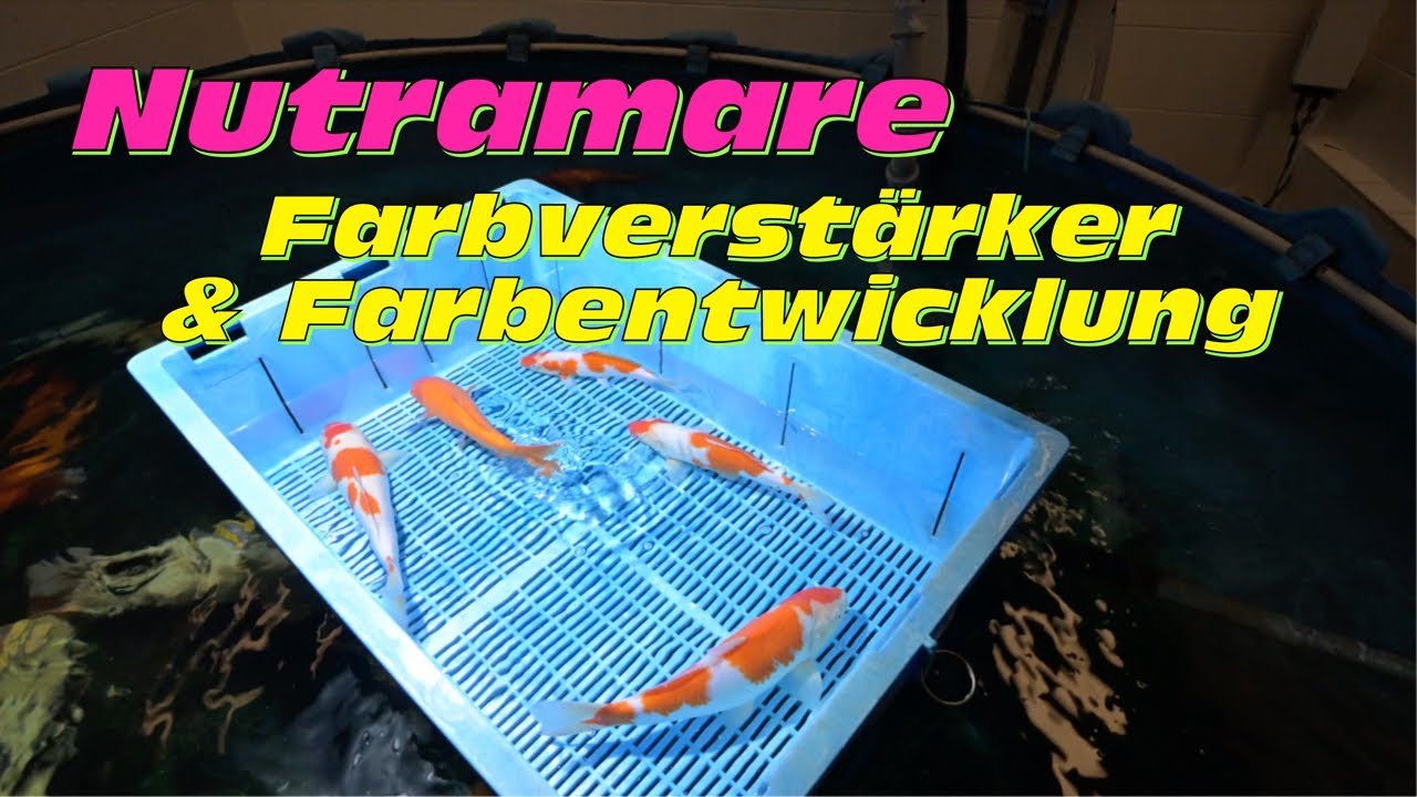 Nutramare live! Auswirkung von Farbverst&auml;rkern im Futter auf die Farbentwicklung von Koi!