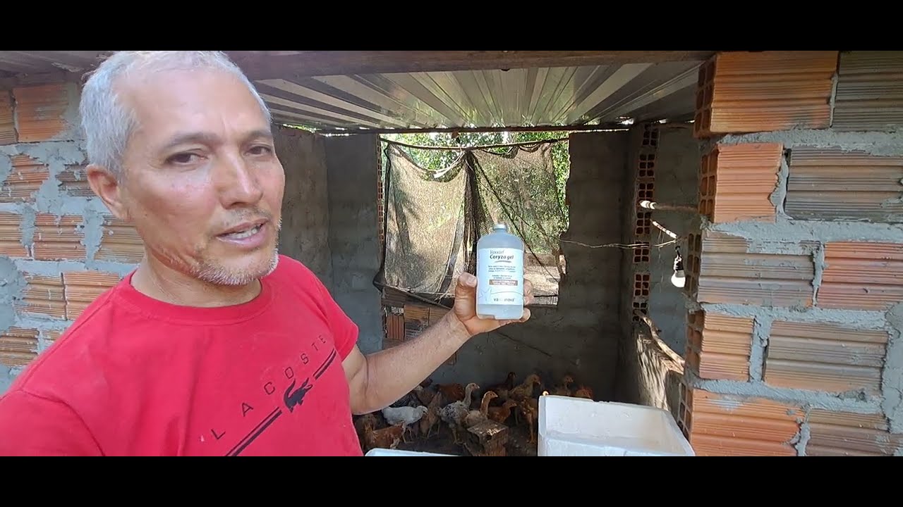 Falando um pouco sobre vacina para coriza infecciosa em Galinhas 