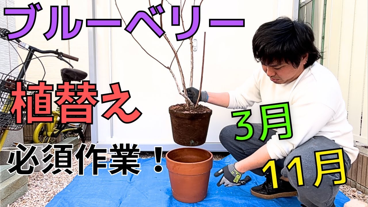 【ブルーベリーの植替え】2024.3