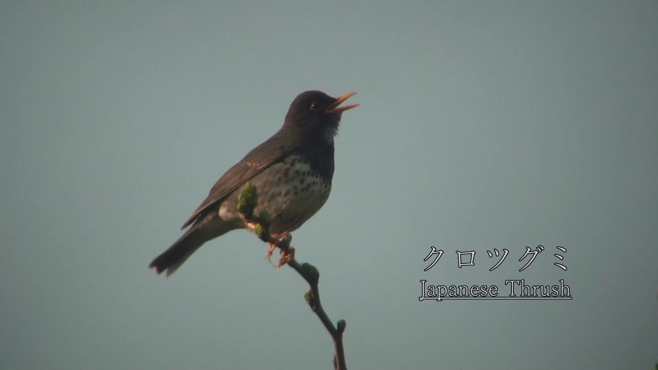 クロツグミのうつくしい鳴き声 [Japanese Thrush]