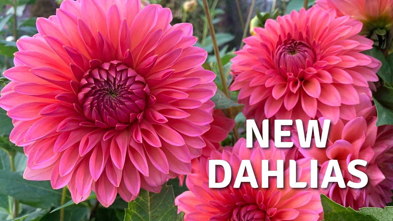 Potting Up Dahlia Tubers For The Best Flowers / Starting Dahlias Early // Cottoverdi