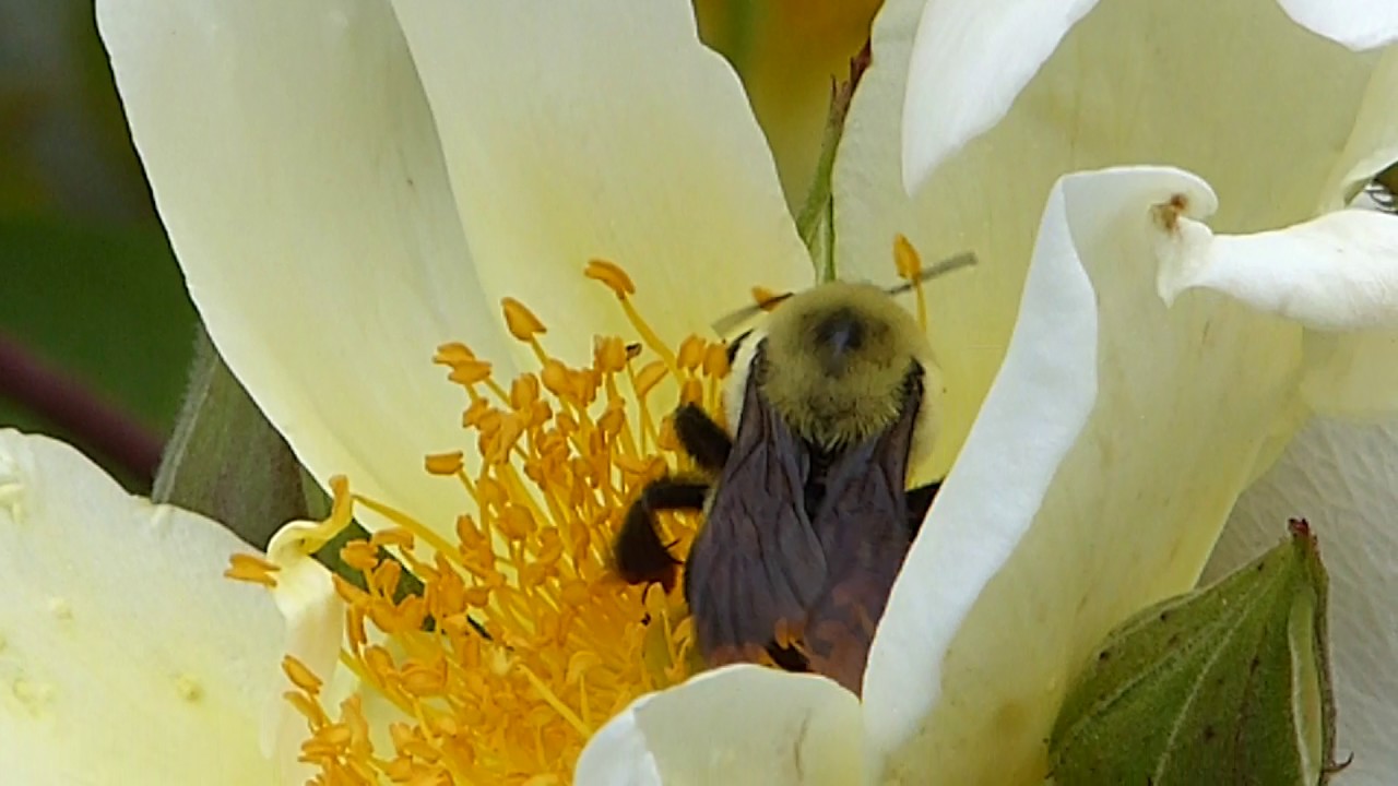 Panasonic Lumix Fz200 video sample