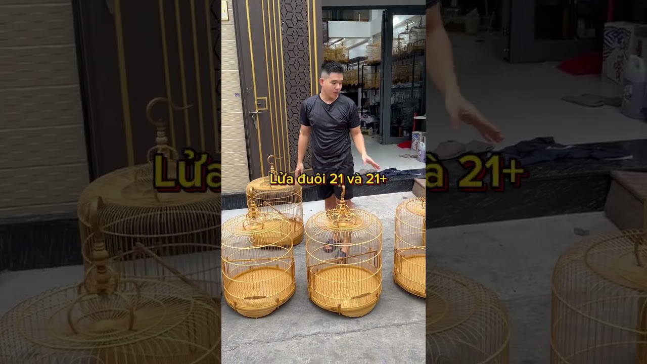 c&aacute;ch chọn lồng cho ch&iacute;ch cho&egrave; lửa  #longchimtregia #longchimvuminh #chichchoelua