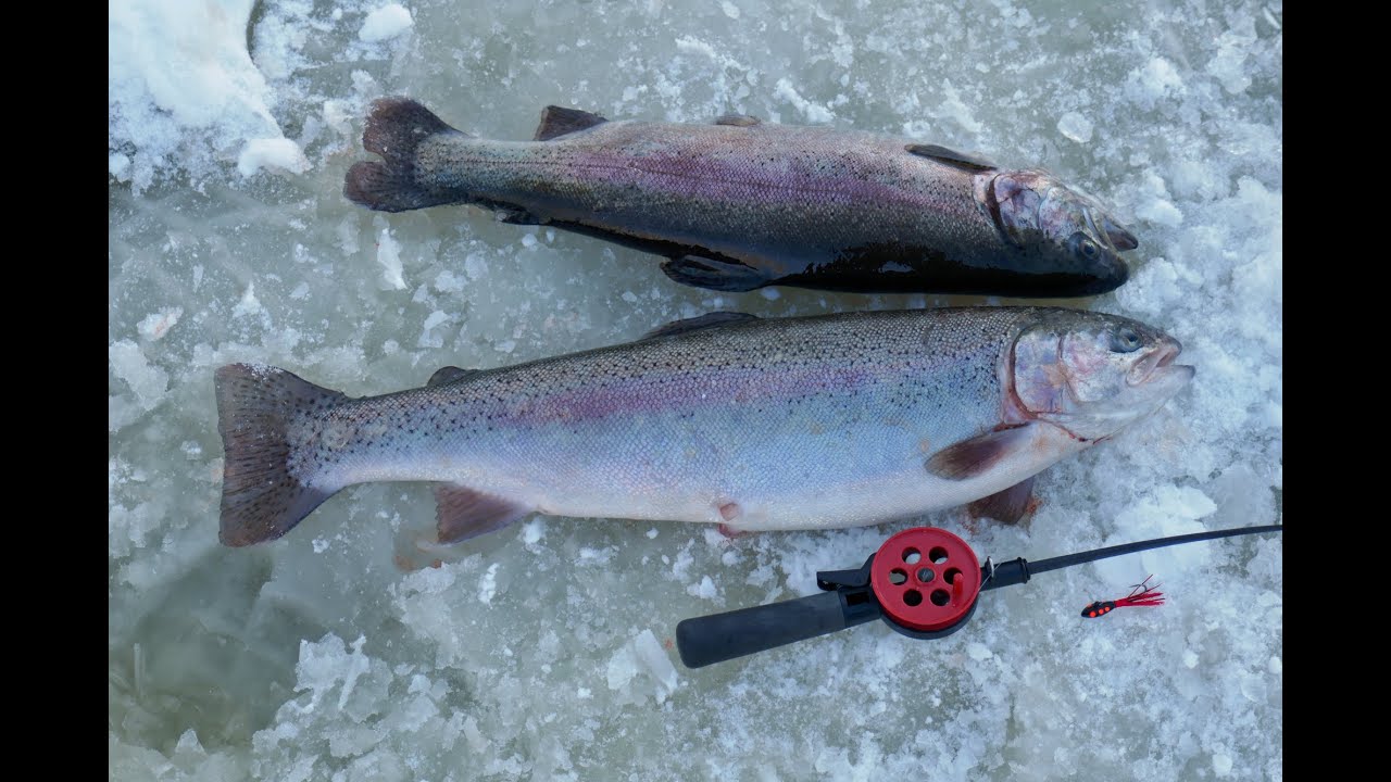 Pro Pilkki 2 Iso Ruuhijärvi isoa kirjolohta +8kg saalis 15Min!!