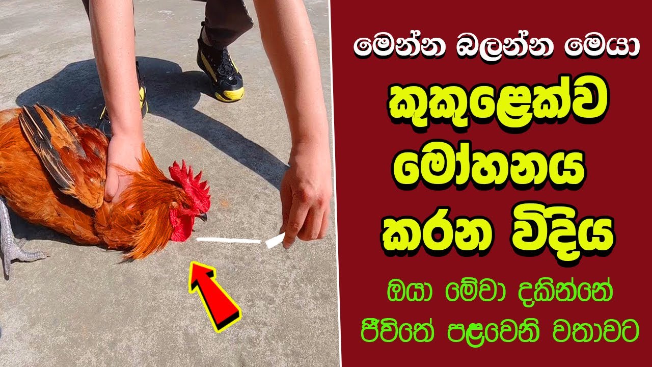 ඔබ මේවා දකින්නේ ජිවිතේ පළමු වතාවට EP:277