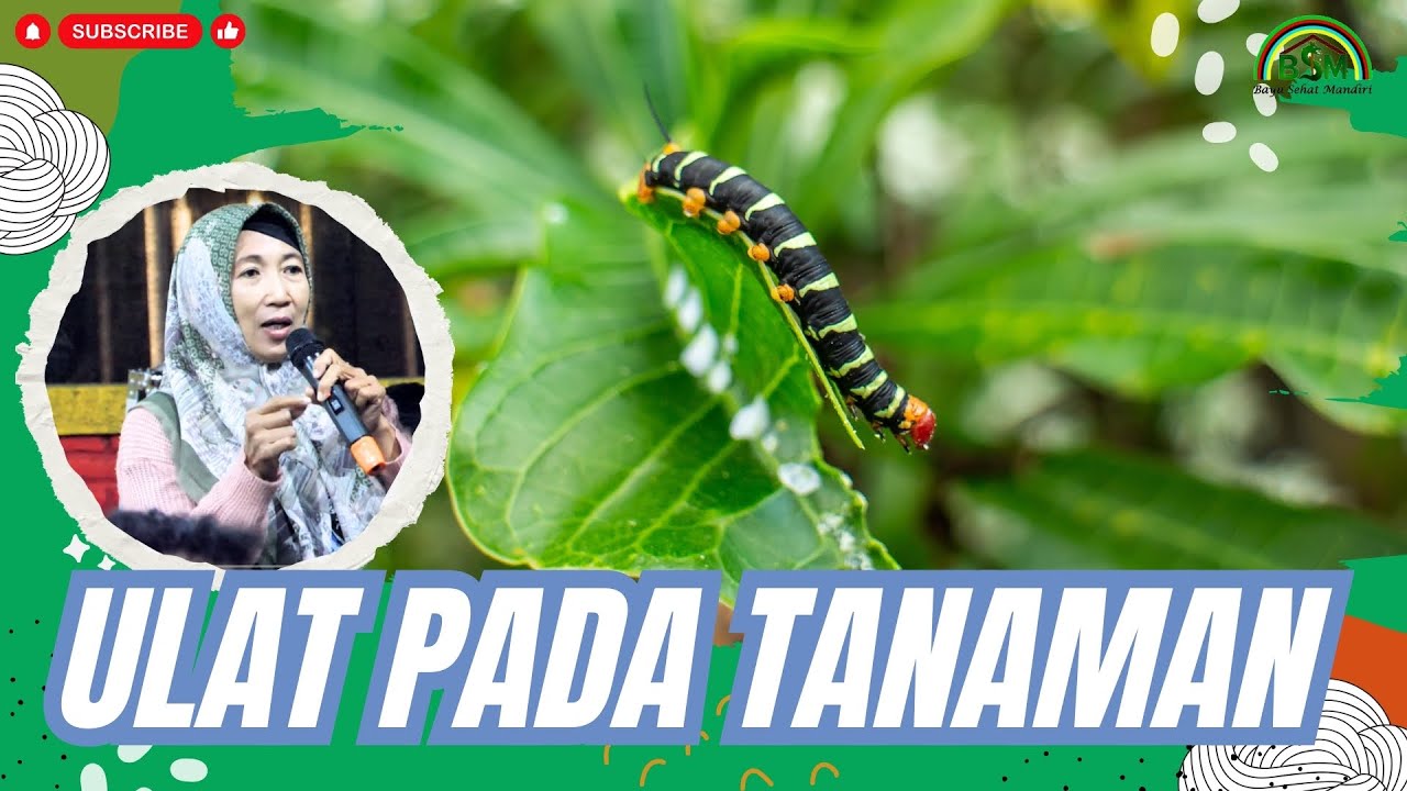 MENGATASI HAMA ULAT PADA TANAMAN #bayusehatmandiri #pelatihanbsm