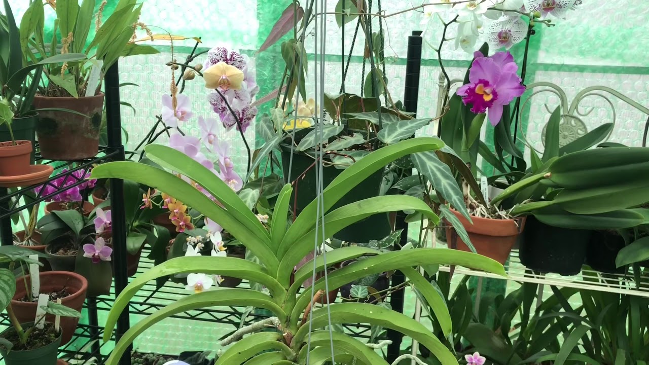 Vanda Orchid Care. Dead Roots & Maintenance. Orchid Care For Beginners.