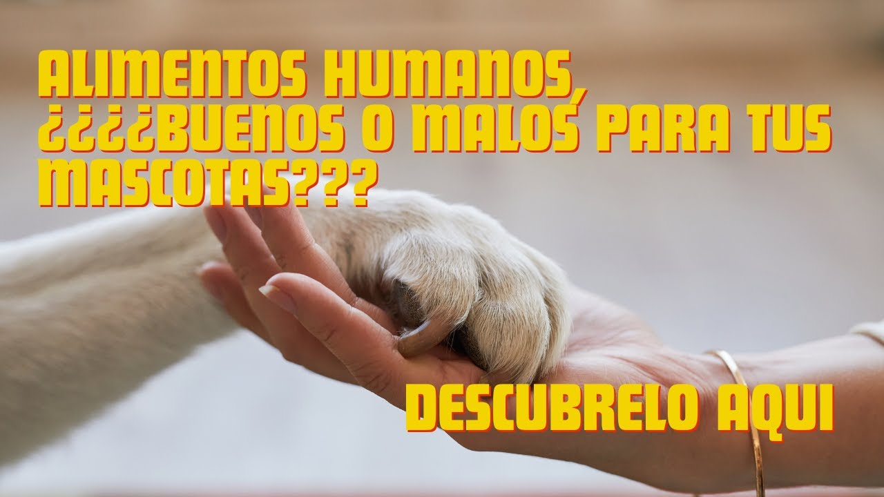 &iquest;Qu&eacute; alimentos humanos son seguros para perros y gatos?