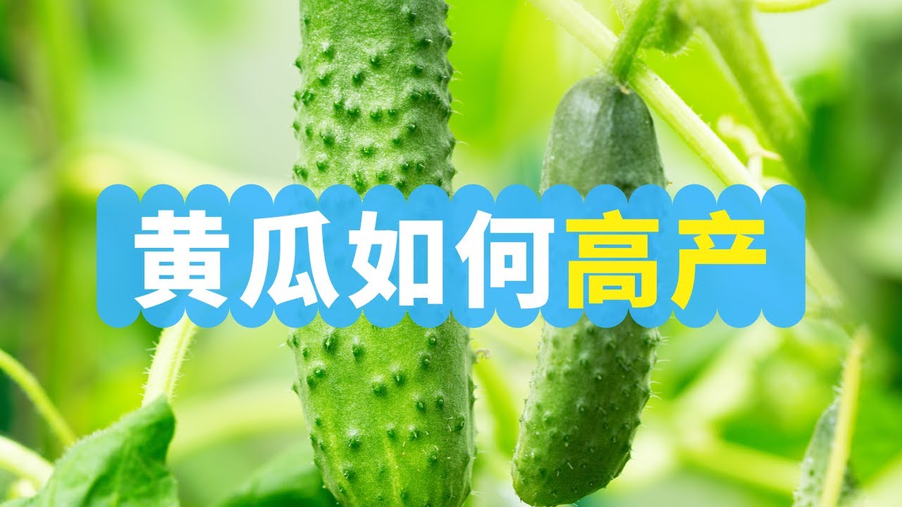 黄瓜如何高产：施肥，浇水，修剪，采收！黄瓜要人工授粉吗？
