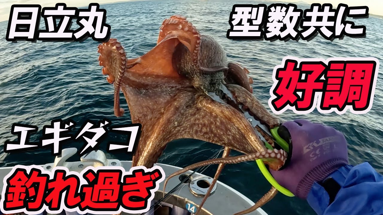 【日立丸タコ釣り】今がチャンス！型 数共に最高潮！2025シーズン期待できます！