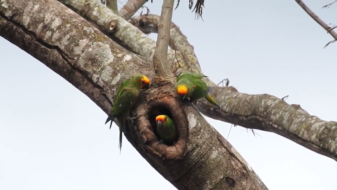 Jandaia-de-testa-vermelha (Aratinga auricapillus)