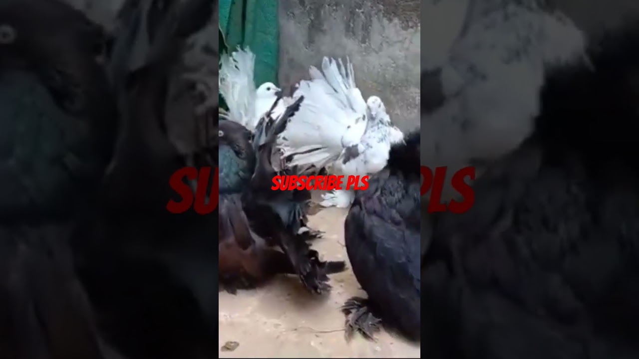 #kabuter #pigeon #kabootar #fancy #viralvideo #asian