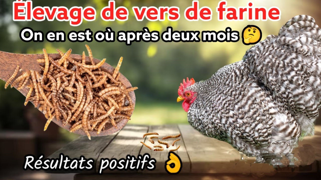 Elevage de vers de farine ...une belle repro en même pas 2 mois !
