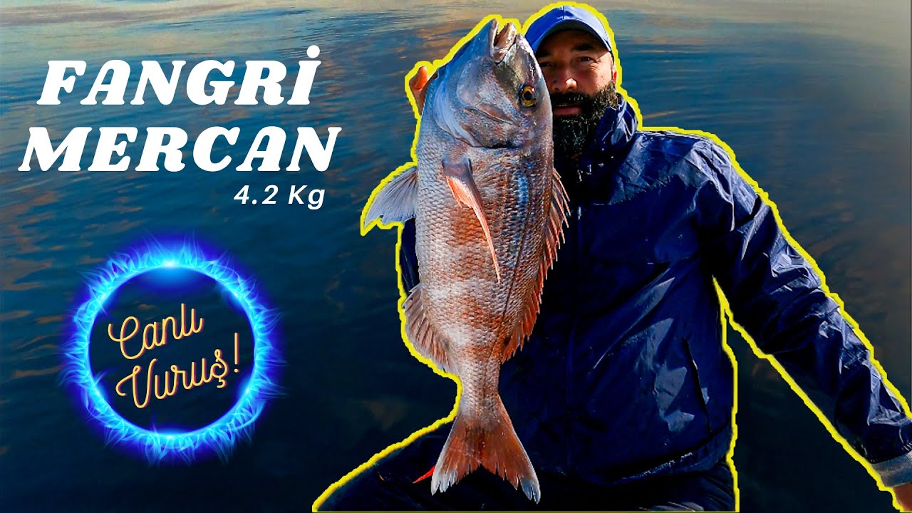 4.2 kg Fangri Mercan - Canlı Vuruş Anları - Tai Rubber Avı - Pagrus with Tai Rubber Fishing