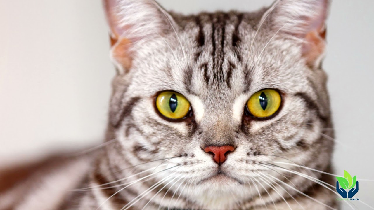 American Shorthair o Gato Americano, ¿Cómo es?