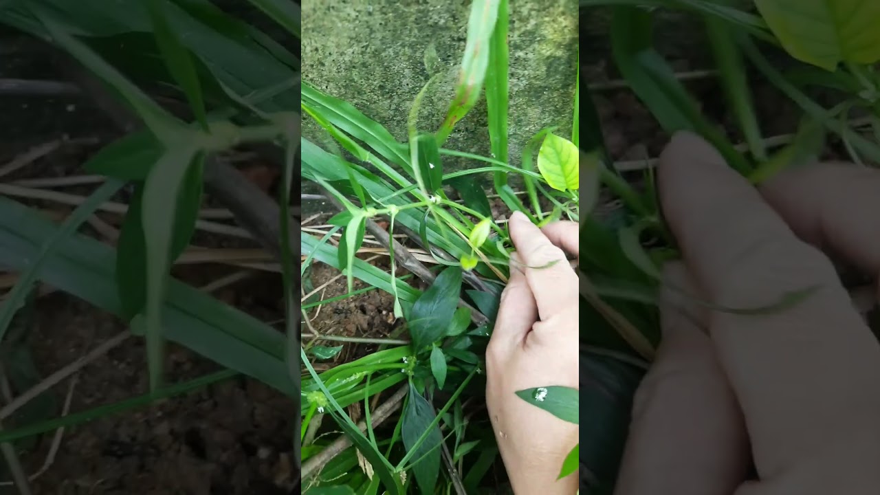 Bắt bé kỳ nhông đang phơi nắng cho ăn 