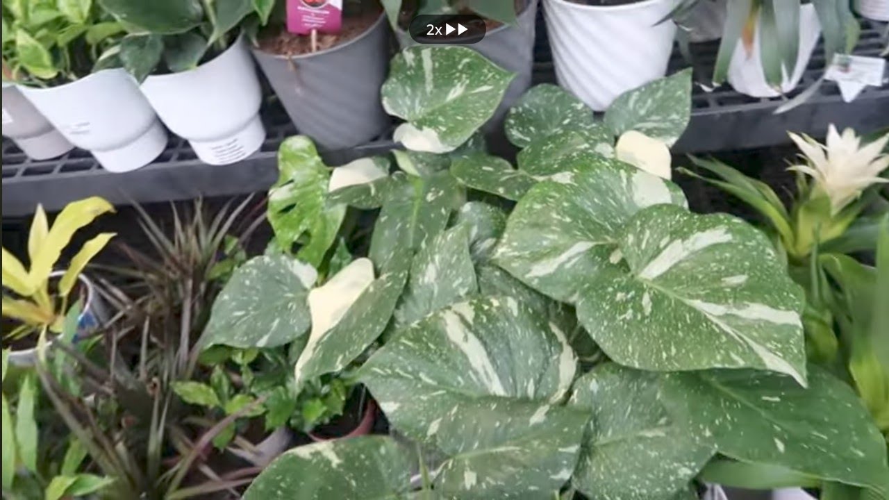 🌿 Fun Unexpected Plant Trip to Walmart🌿