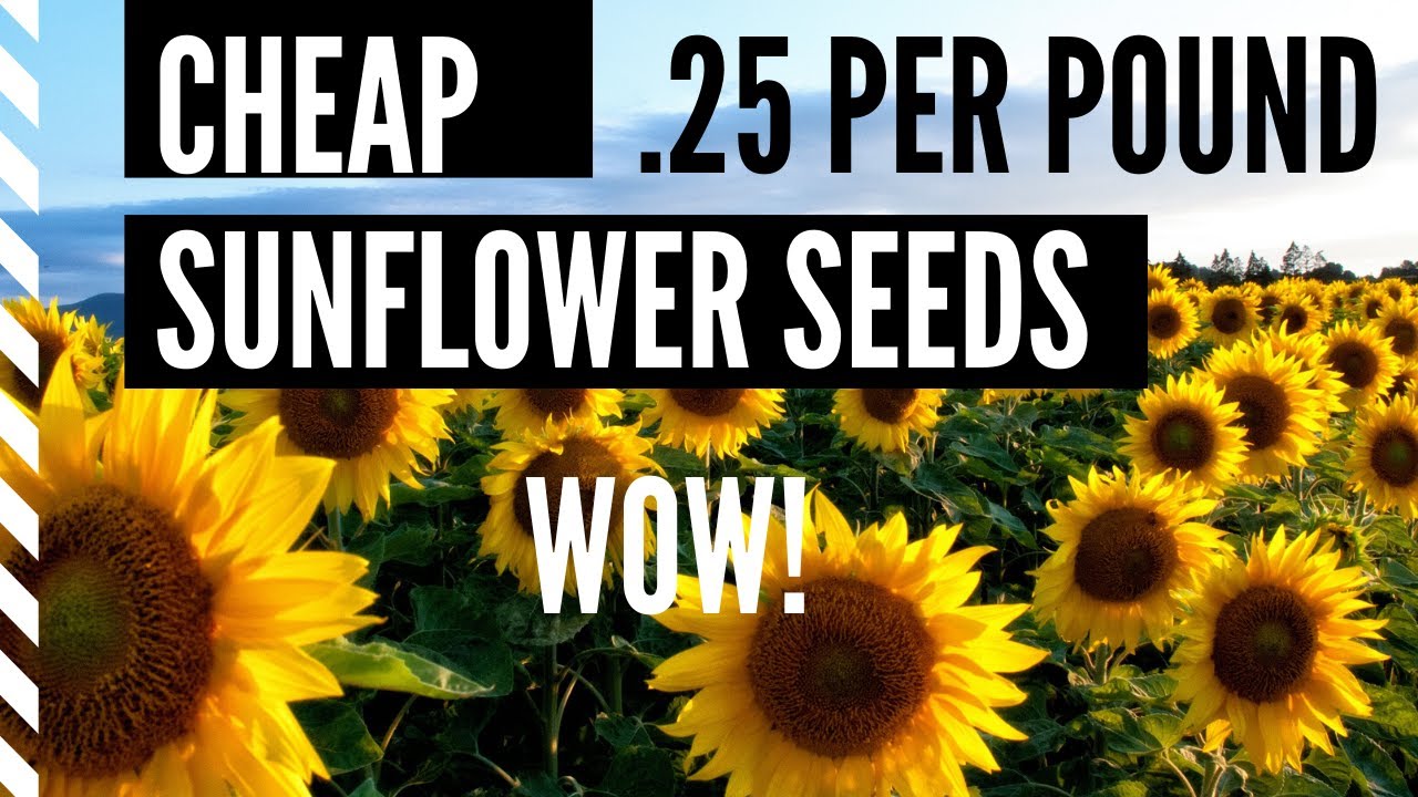 Growing Cheap Sunflower Seeds:  Will They Grow, Are They Safe?