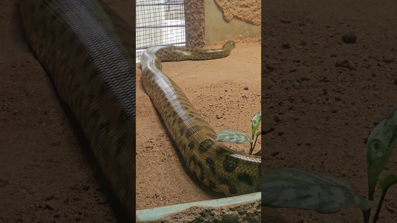 Anaconda | அனகோண்டா