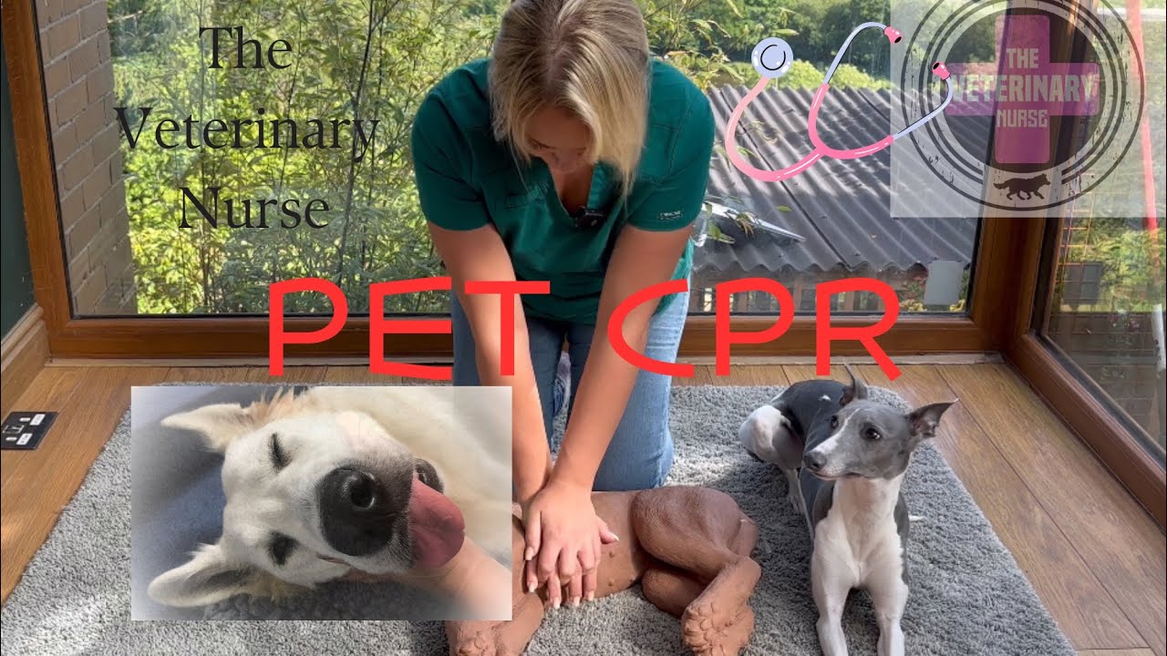How to perform CPR on your pet. Pet First Aid for owners/beginners.