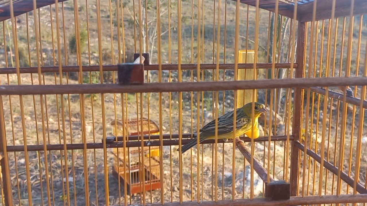 Cinco aves silvestres mais f&aacute;ceis de criar!