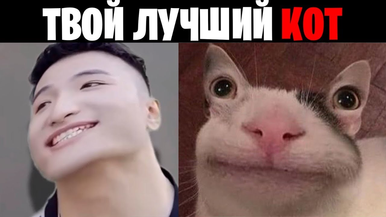 Super Idol Becoming Canny (Твой лучший кот)