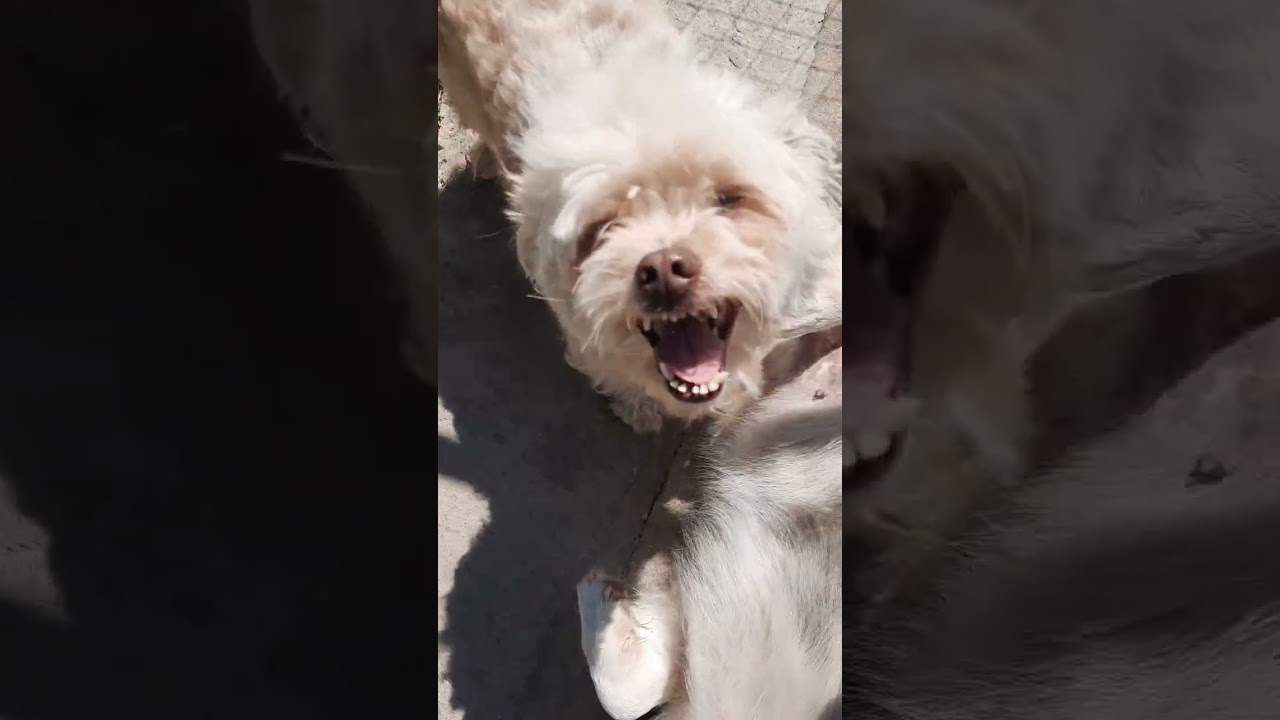 Животные.Сборник интересных моментов из жизни животных.Фильм9