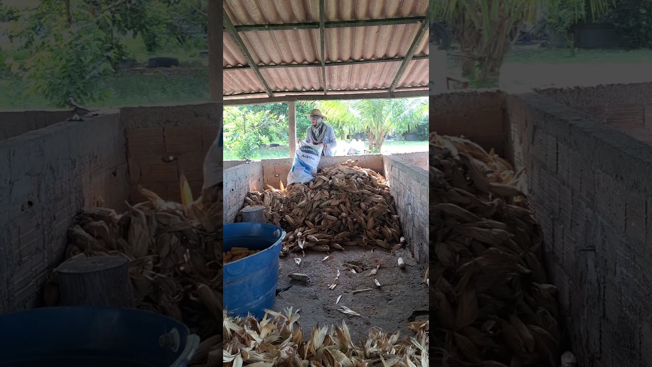 Feliz Dia do produtor Rural #vidanaro&ccedil;a #rotina #milho #ro&ccedil;a #agricultor