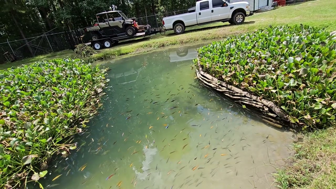 South Carolina Cichlid pond temperature control explanation
