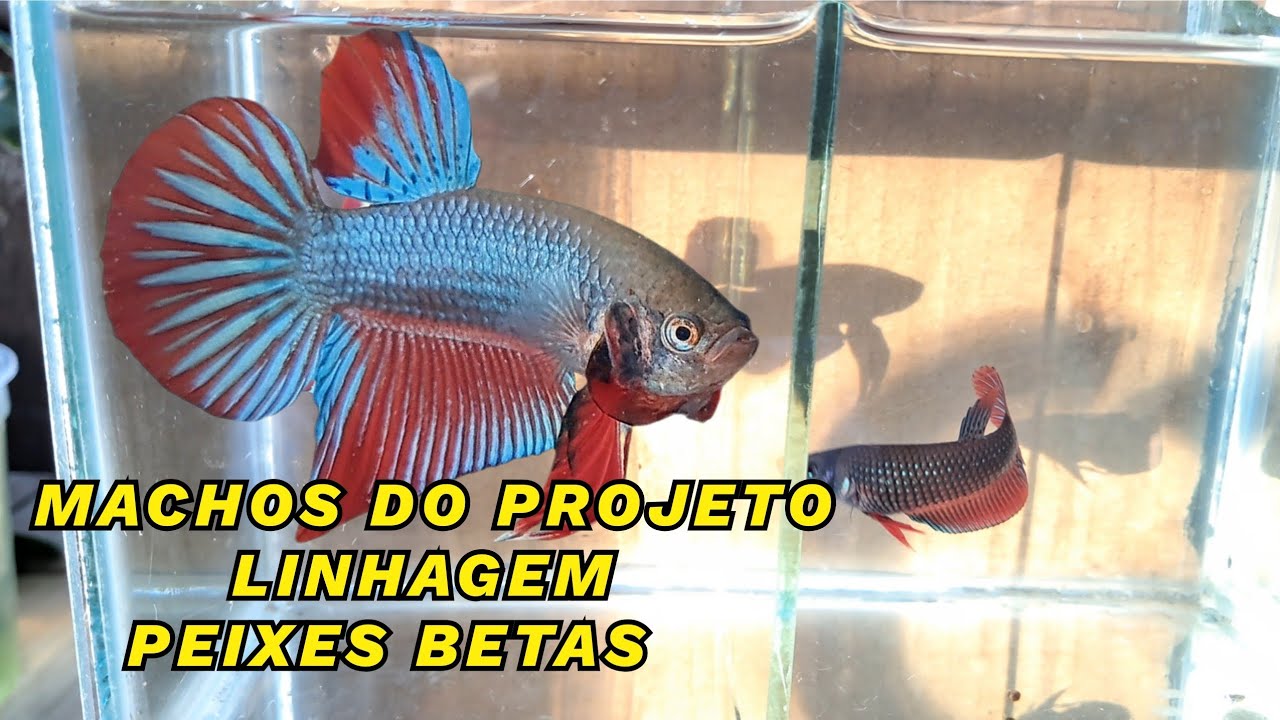 UM POUCO DOS MACHOS DO PROJETO LINHAGEM DE PEIXE BETA.