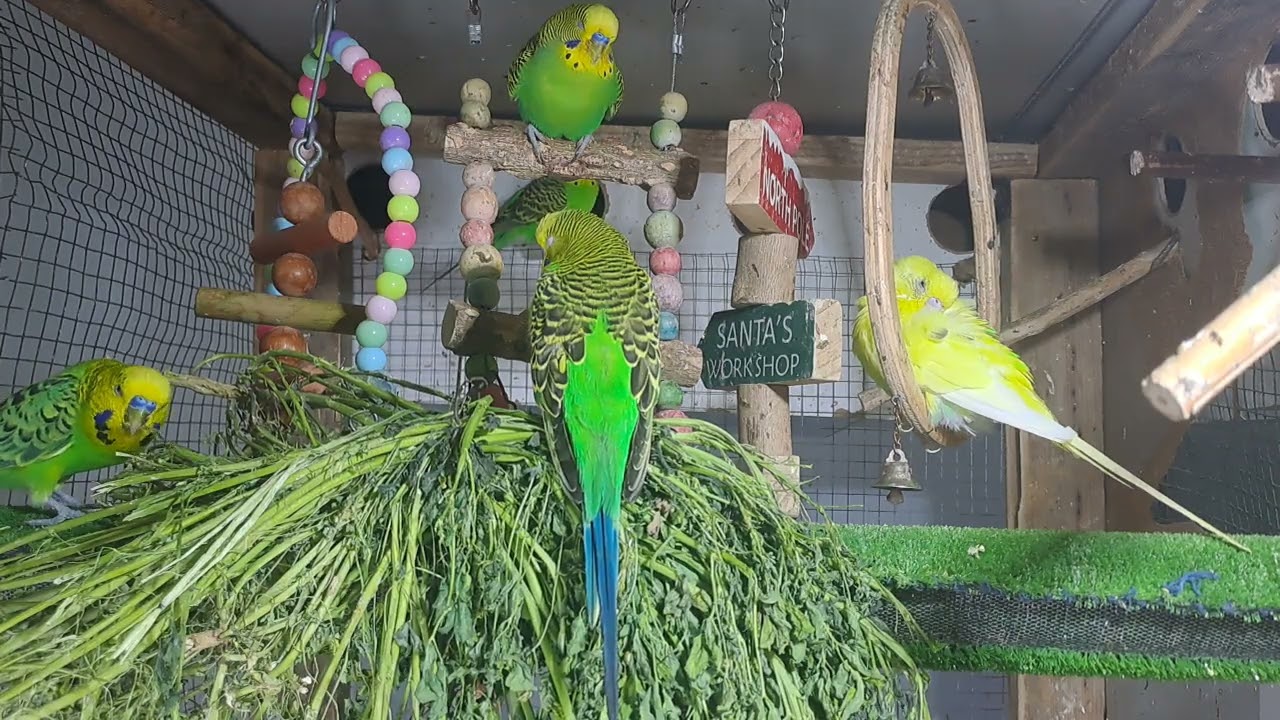 “When your pet is funnier than your friends 😂🦜”