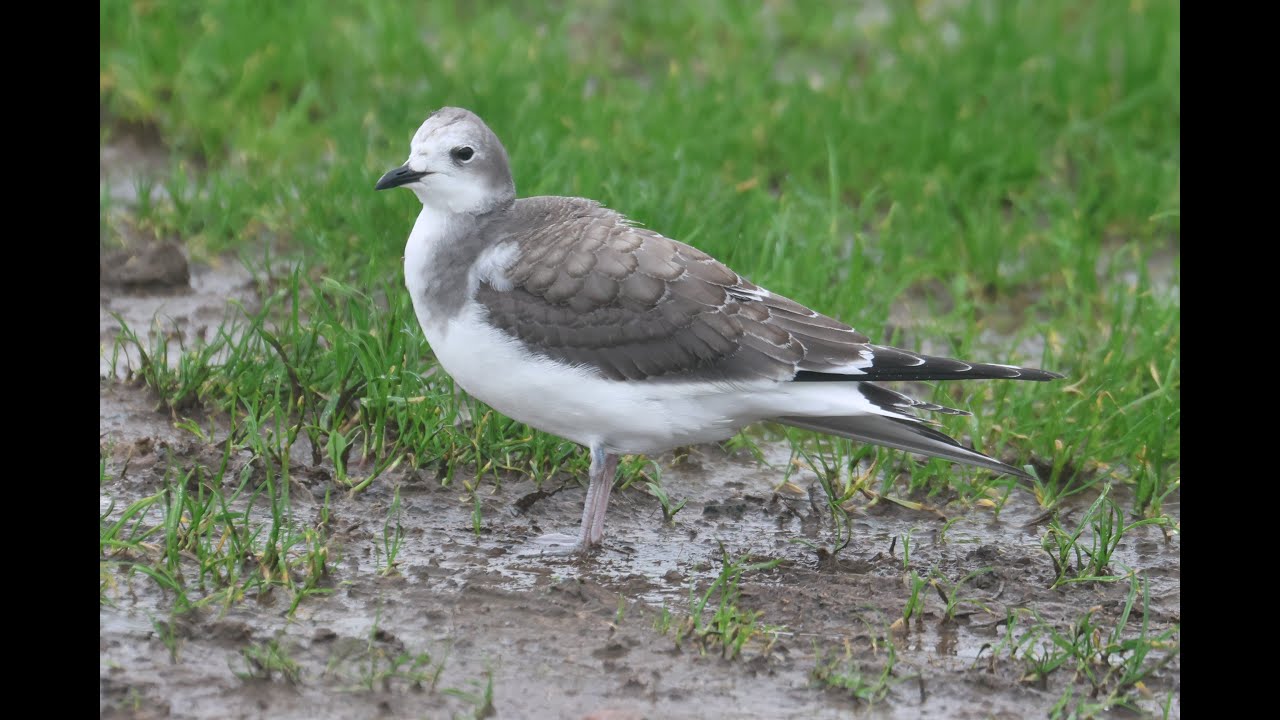 Sabine's Gull, Lympne, Kent, 6/11/22