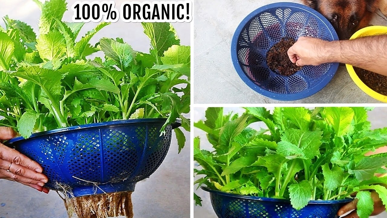 [ No Soil ] How To Grow Mustard Greens In Water Easily
