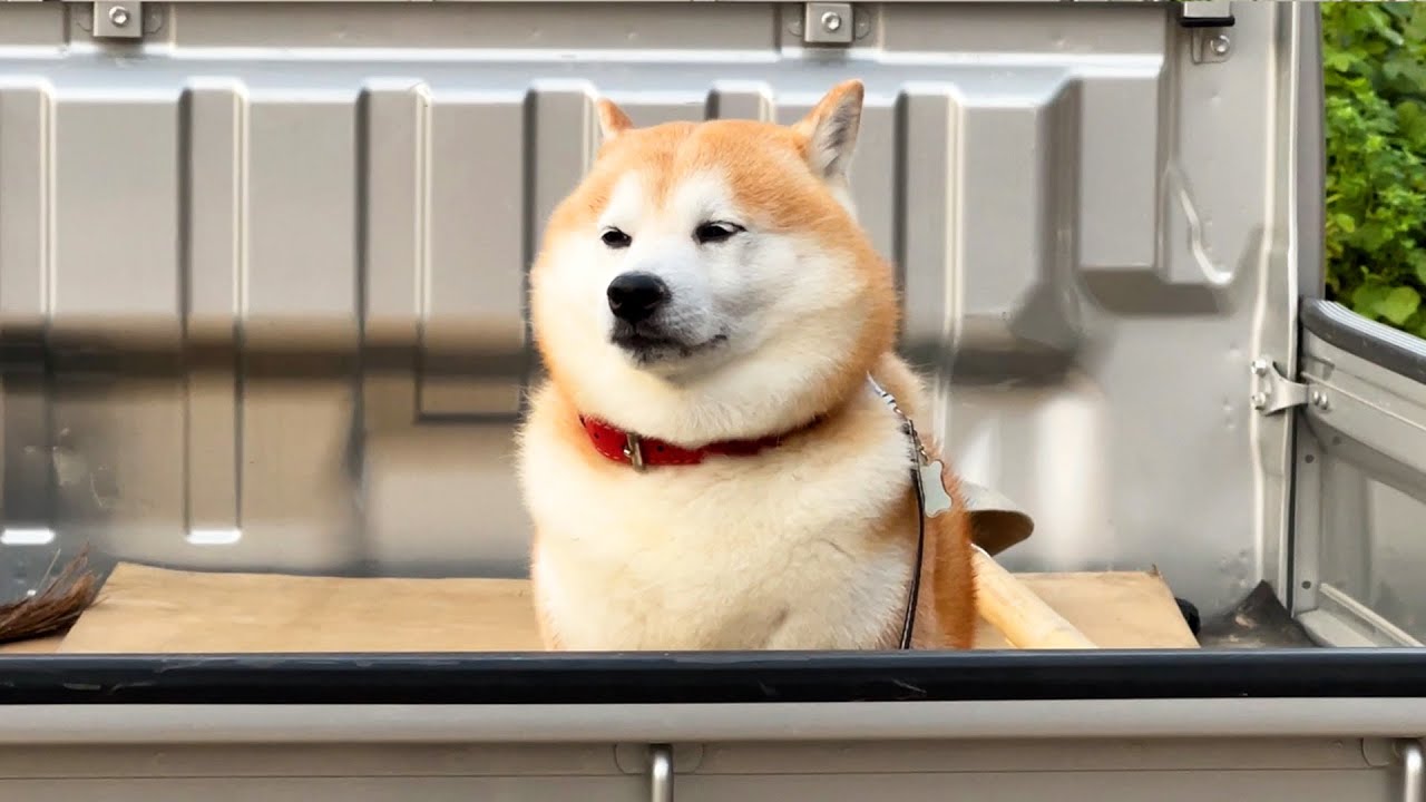Shibe rides in the back of a truck for the first time, but already looks like a professional driver