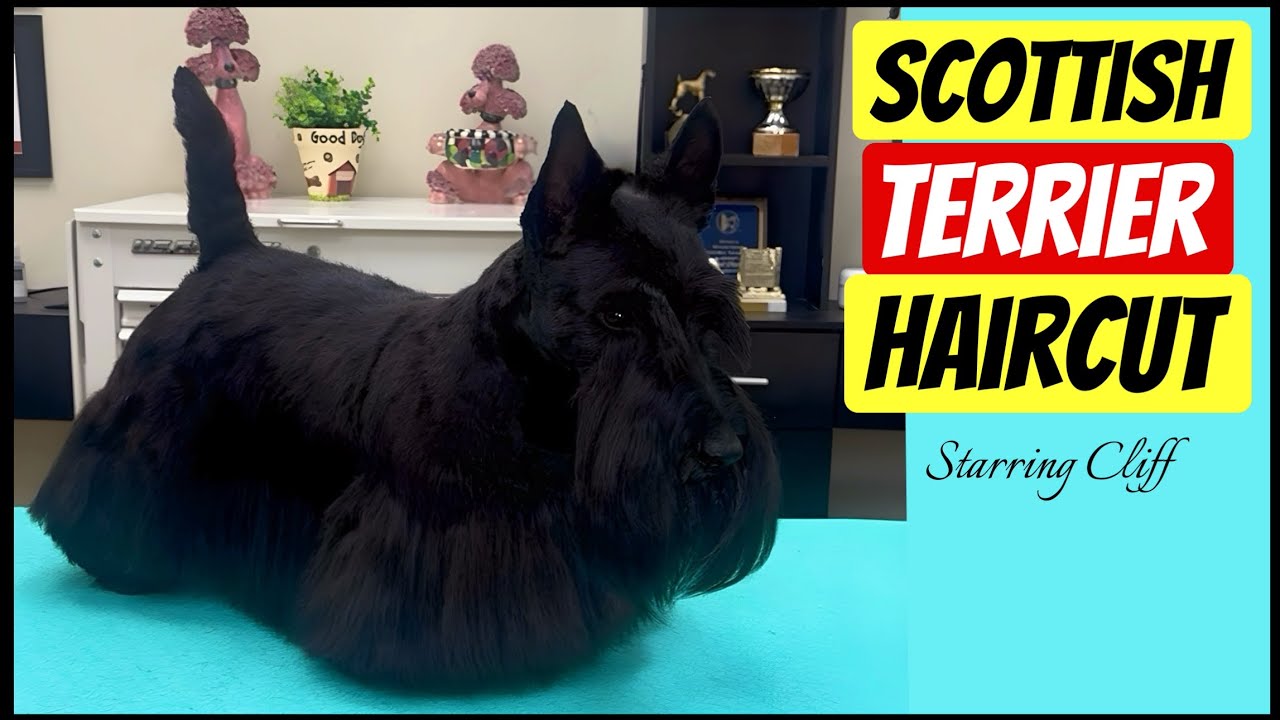 Scottish Terrier Haircut at Grande Style Dog Grooming in Tampa Florida.