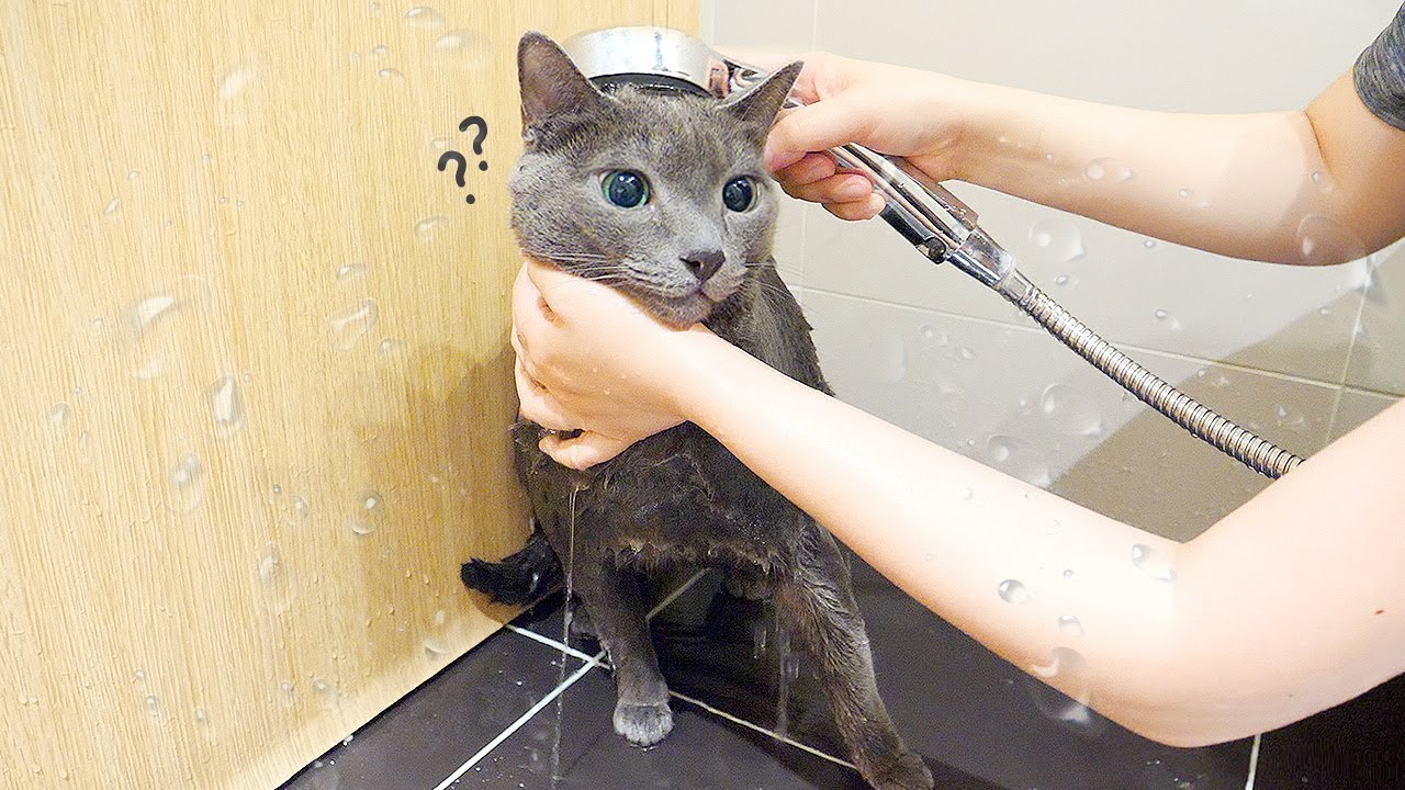 먼지 2년만에 목욕했어요