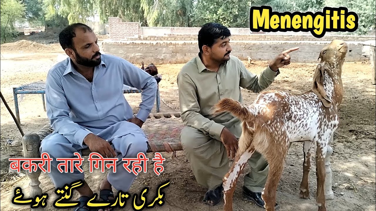 Meningitis in Goat | Dr. Mohsin