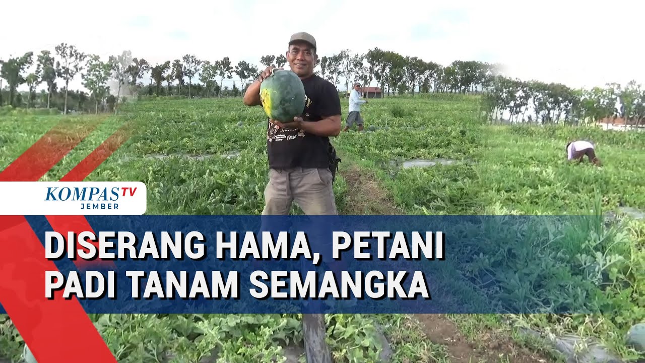 Dua Kali Gagal Panen, Petani Lumajang Beralih ke Semangka Jumbo