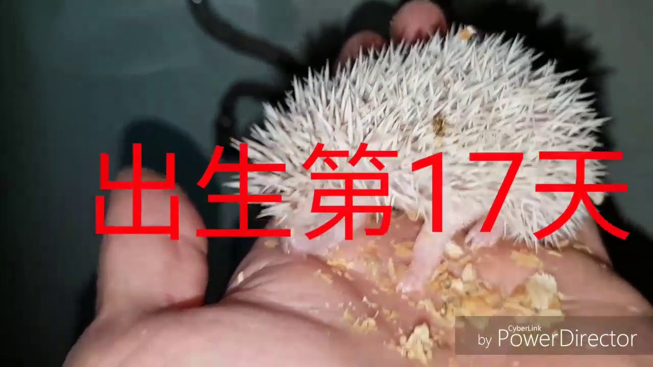 刺蝟的成長過程