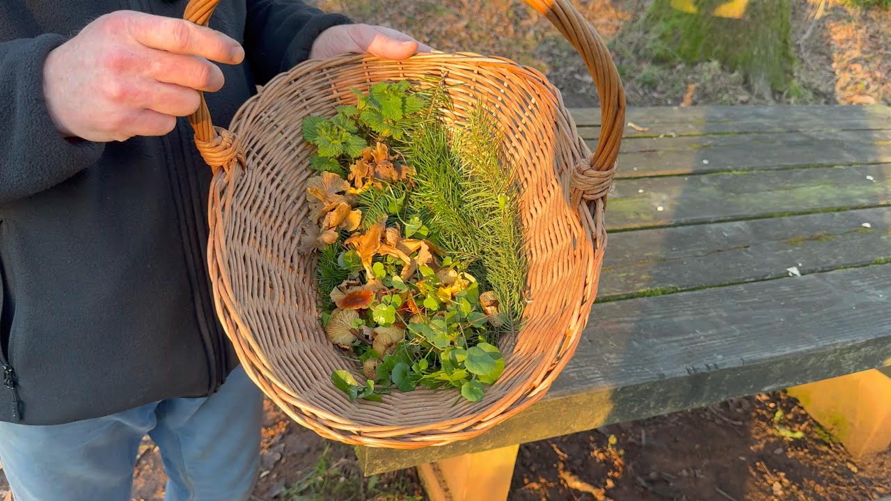 Foraging on 15th Jan 2025 with Attila