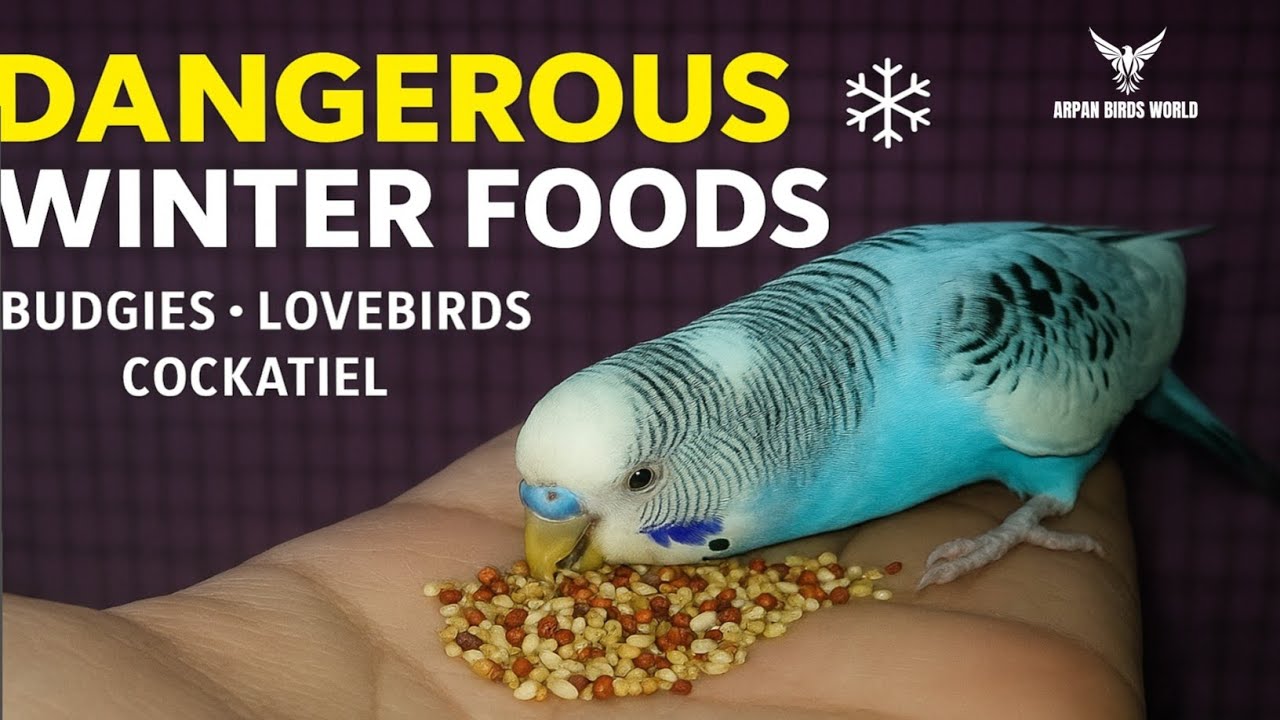 Dangerous Winter Foods for Birds ❄️ | Budgies, Lovebirds & Cockatiels Must Avoid These Foods