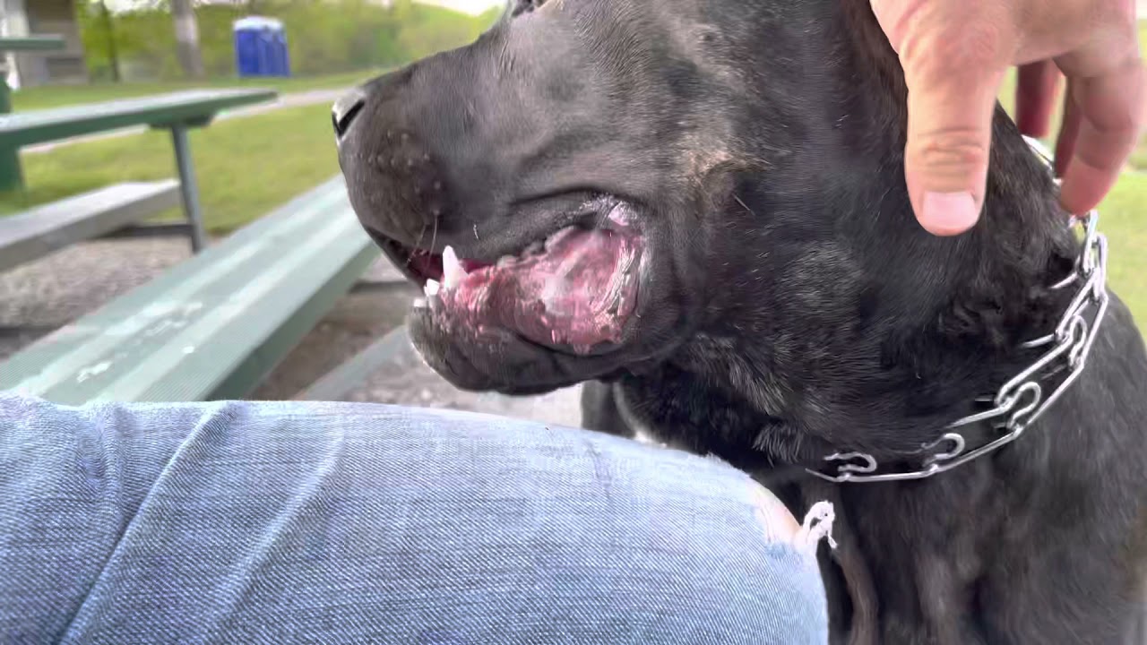 How to deal with Cane Corso dominant personality and who’s Alpha in the house