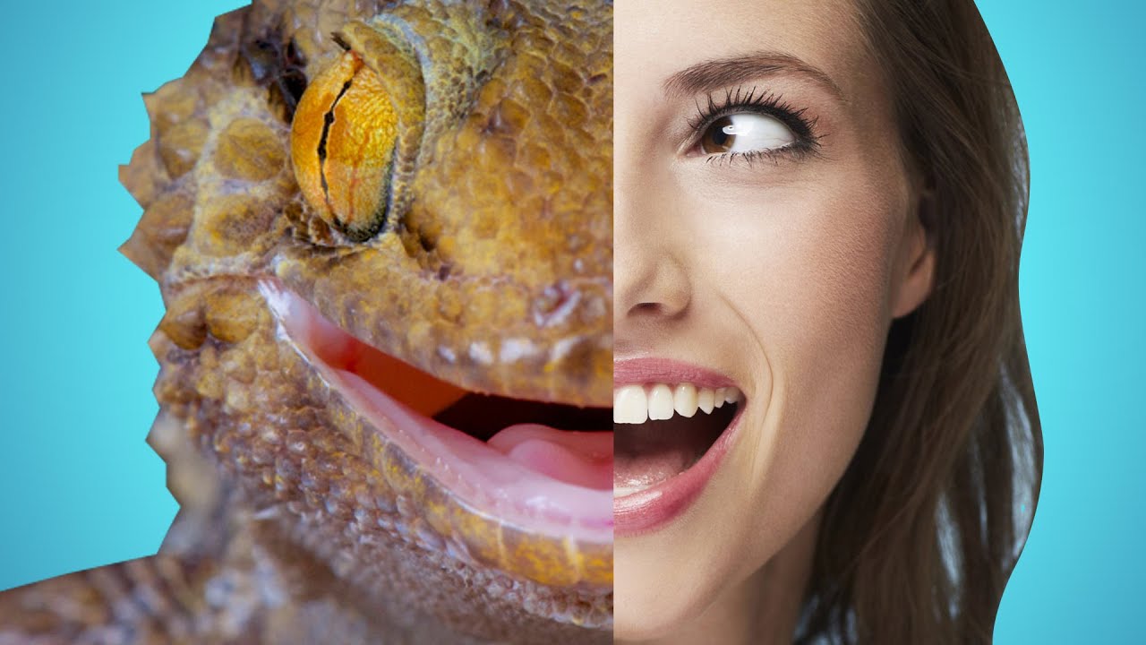Evolution On Earth In 60 Seconds