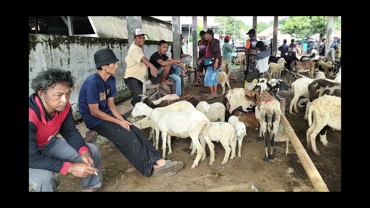Update Harga Kambing Dan Domba Pasar Hewan Purwadadi Kabupaten Subang, Selasa 03 Februari 2026