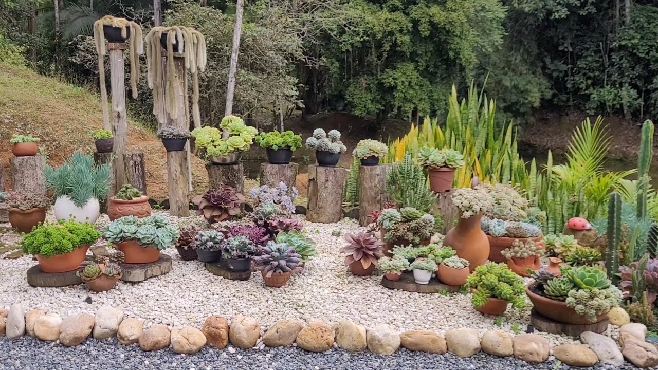 Bora ver  suculentas  no jardim #suculentas #jardim