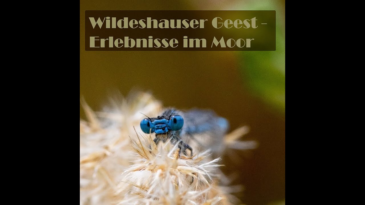 Wildeshauser Geest 2022 - spannende Begegnungen im Moor (Teil 3)