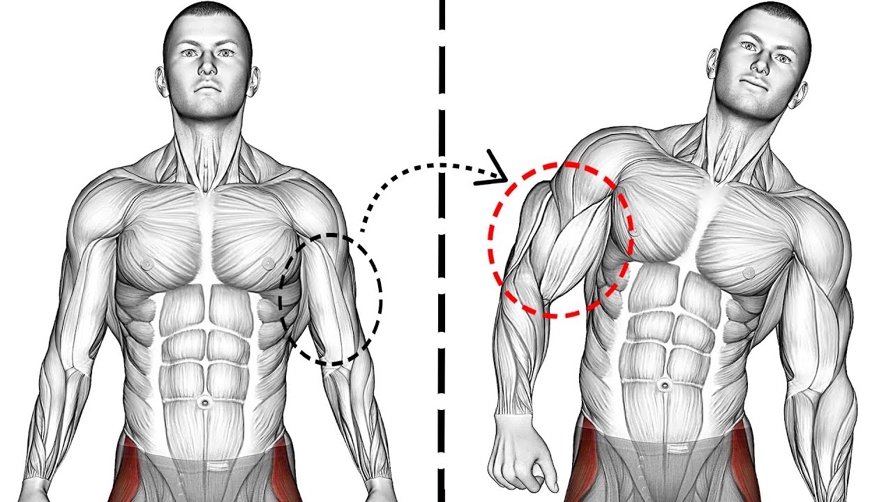 Get Arm Transformation In 30 DAYS!