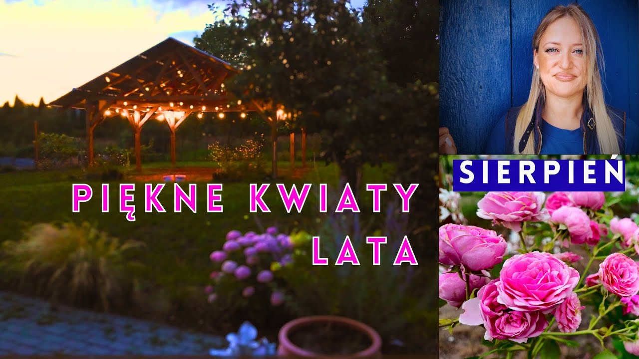Piękne kwiaty w sierpniu 🌸 Moje ulubione róże, hortensje i zjawiskowa OSTNICA PONY TAILS.