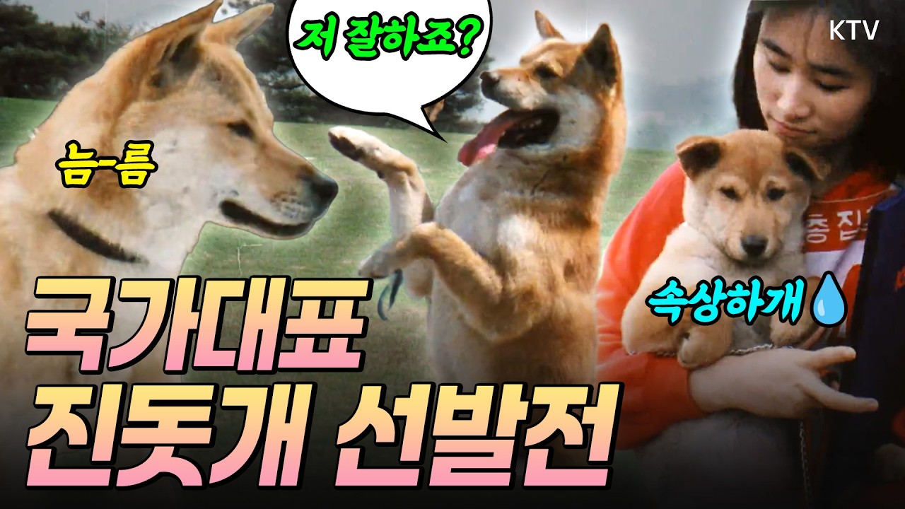 타고난 영리함, 날렵한 민첩성, 그리고 주인을 향한 충성심과 강인함까지, 진돗개의 모든 것을 담은 HD 특선영화 〈한국의 진도견〉 지금 바로 함께 만나보시죠. (1988년 제작)